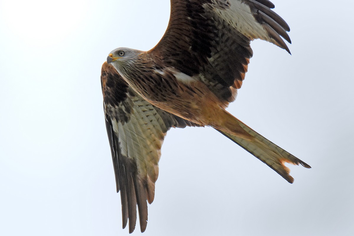 Red Kite - ML642813499