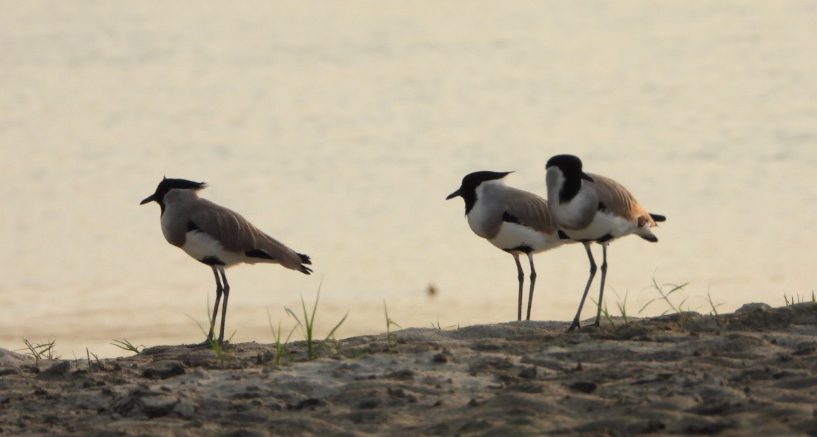 River Lapwing - ML642813508