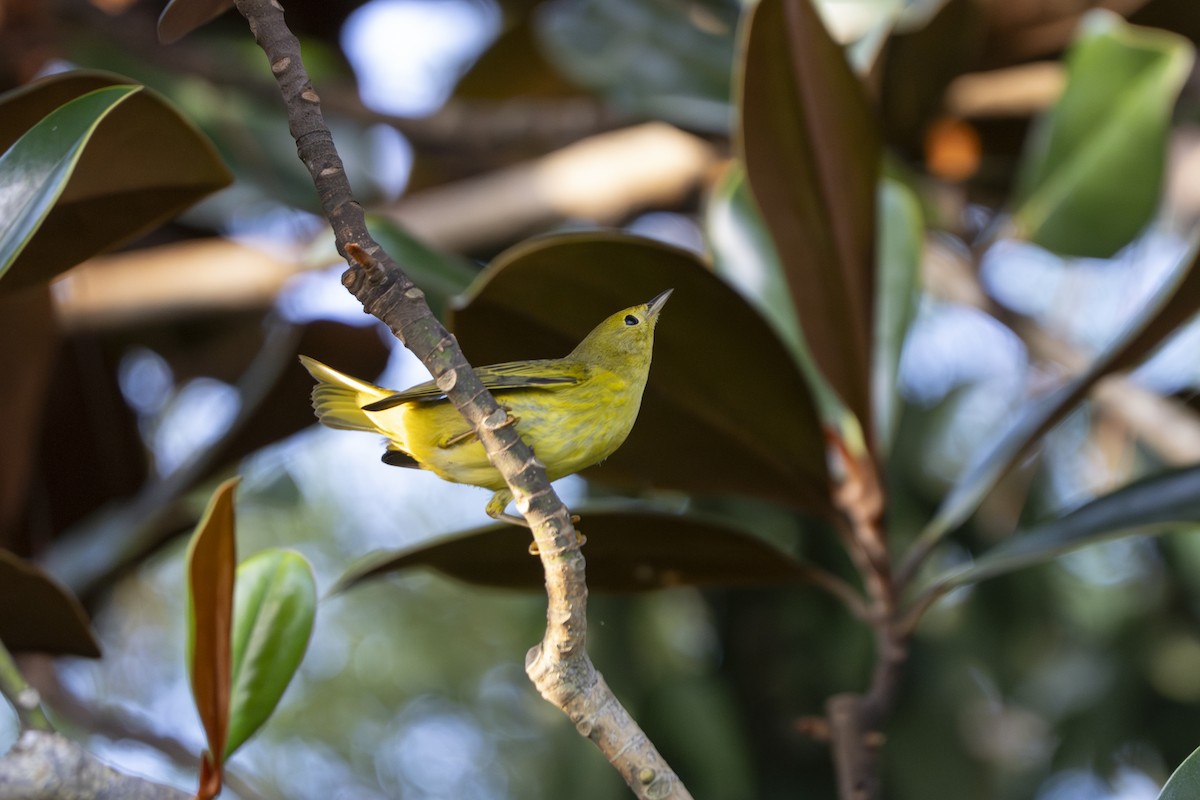 Yellow Warbler - ML642813516