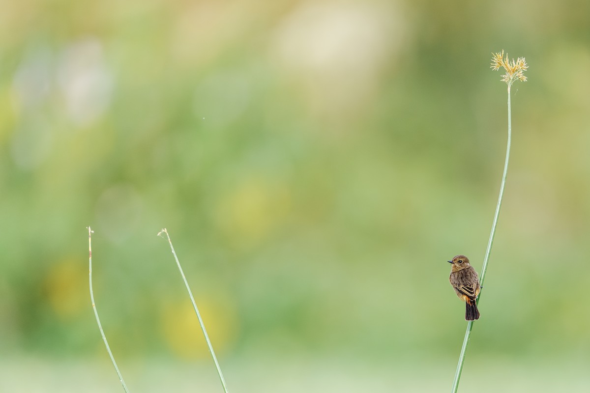 Pied Bushchat - ML642813519