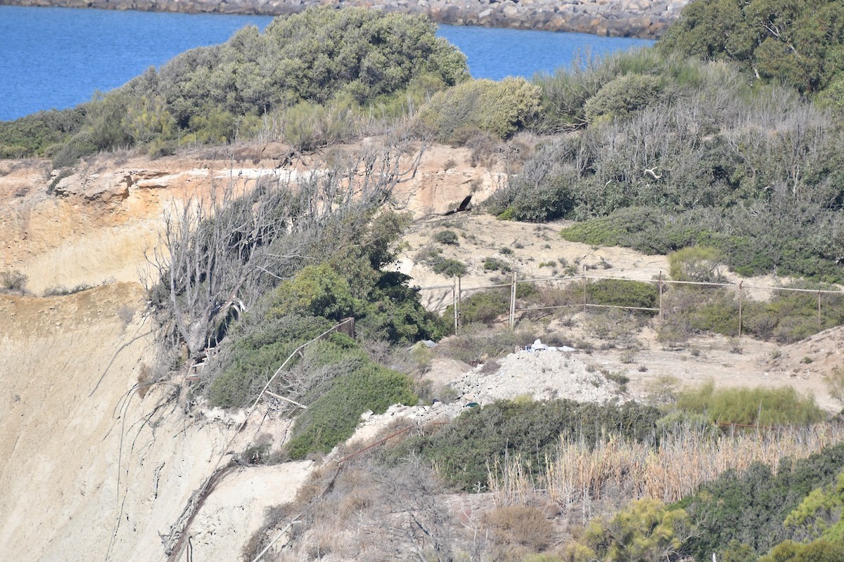 Falco di palude - ML642813528
