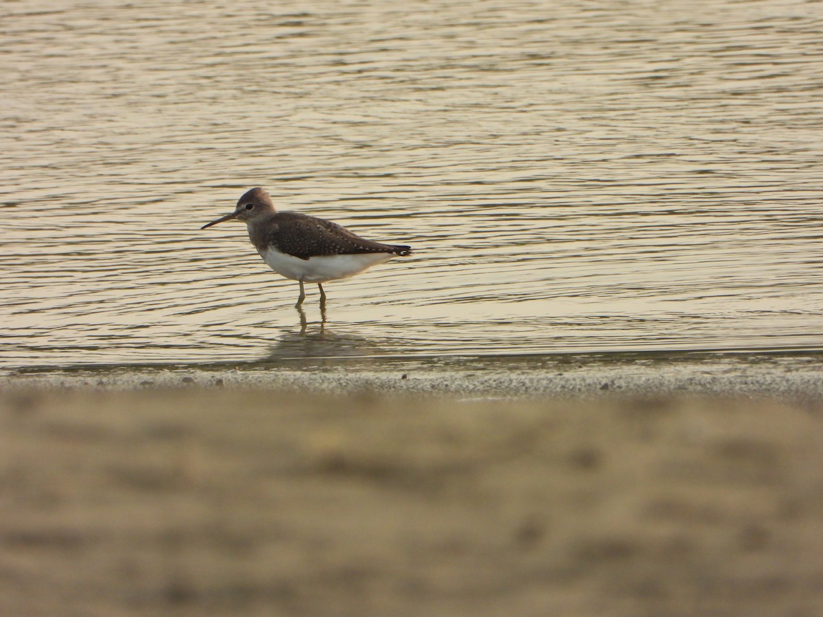 Green Sandpiper - ML642813533