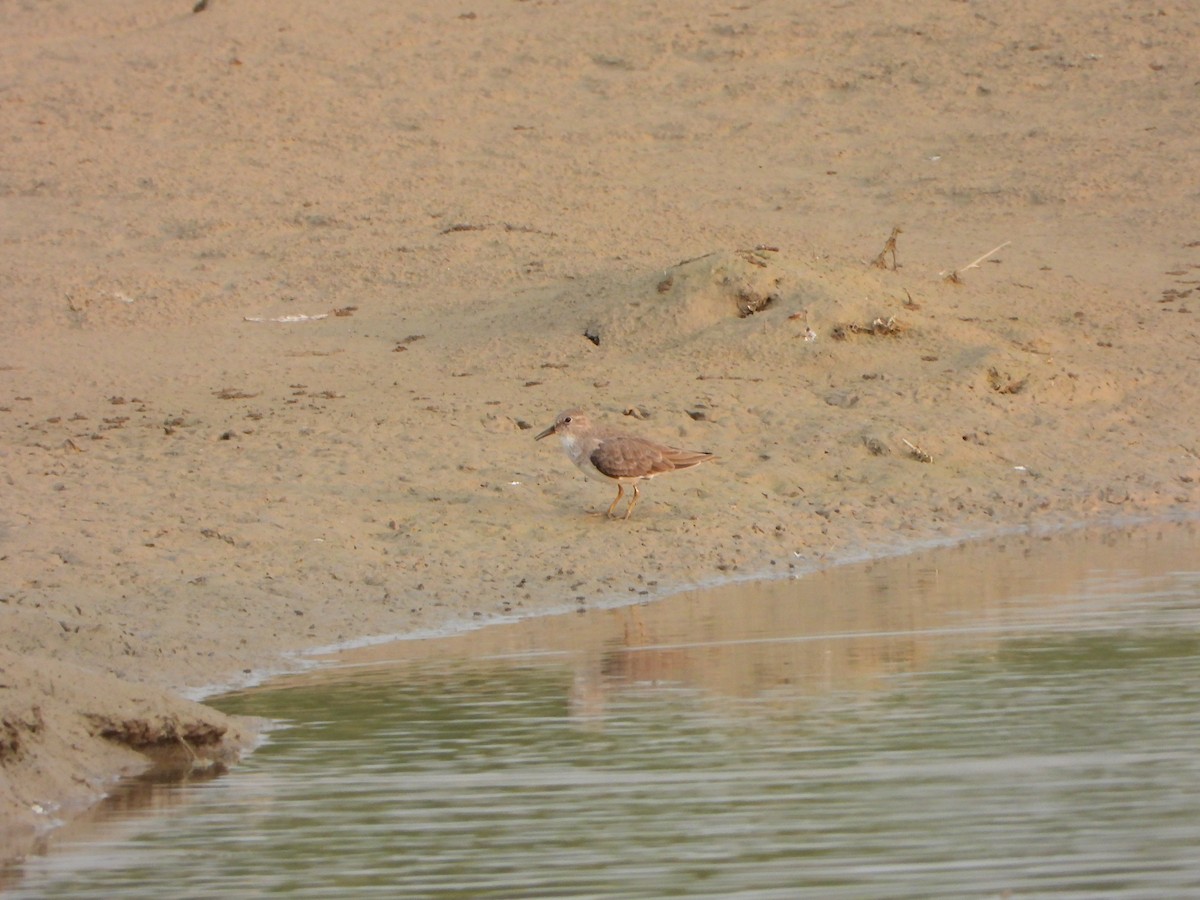 temmincksnipe - ML642813550