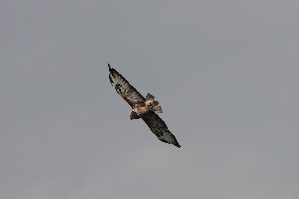 Buse variable (buteo) - ML642813555