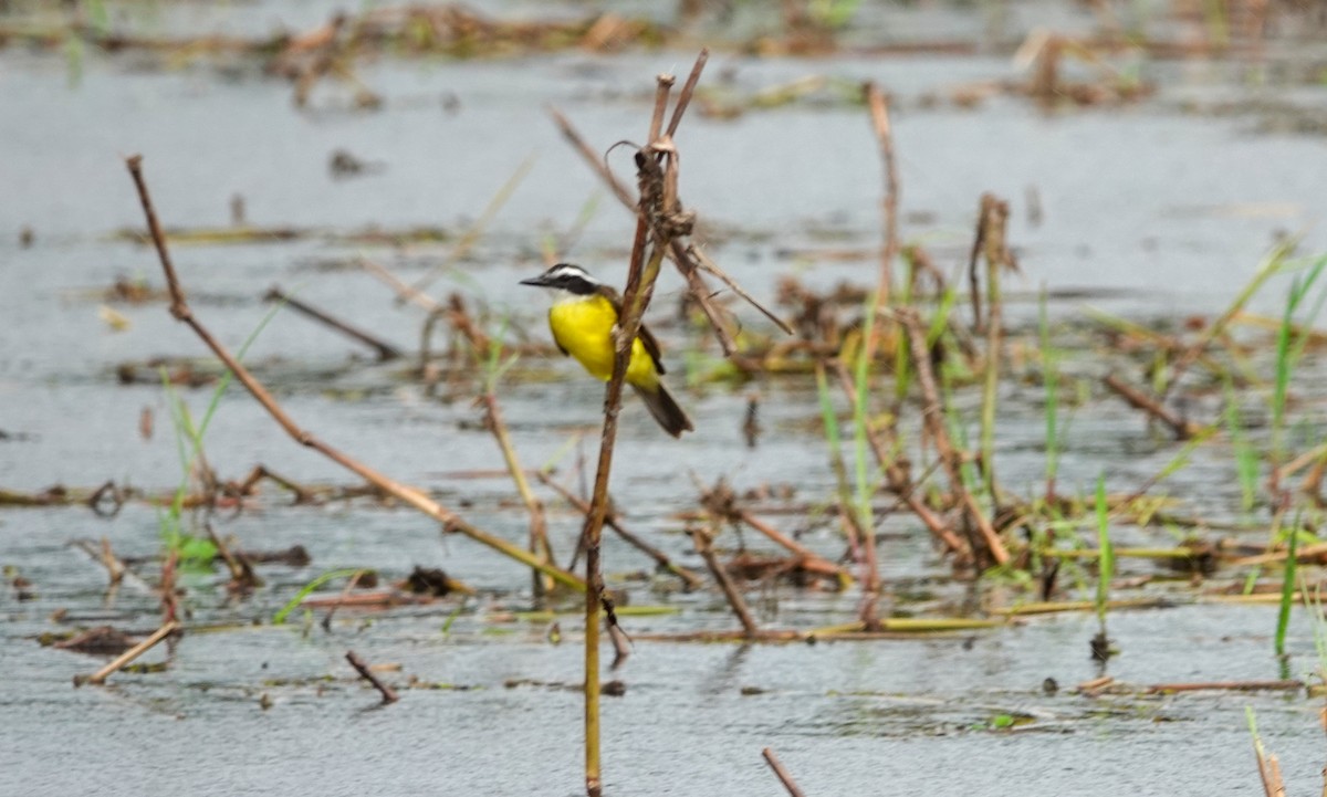 Lesser Kiskadee - ML642813570