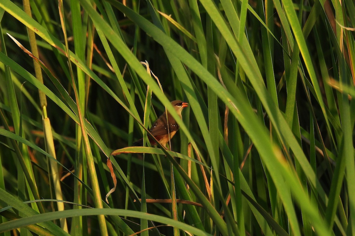 Red Avadavat - ML642813573