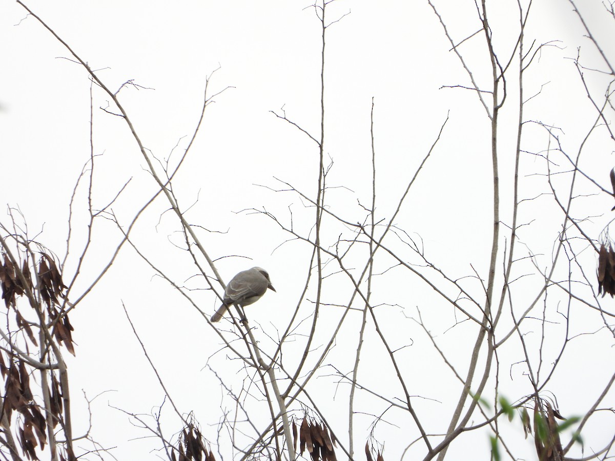 Common Woodshrike - ML642813578