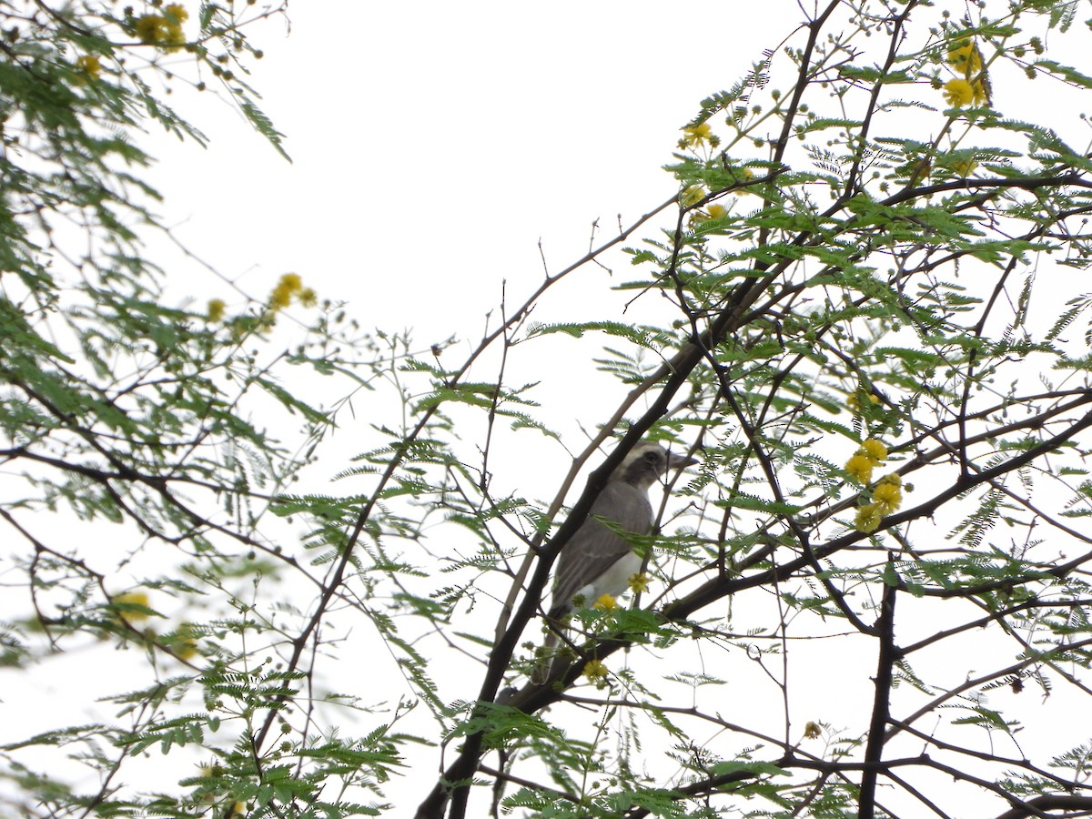 Common Woodshrike - ML642813579
