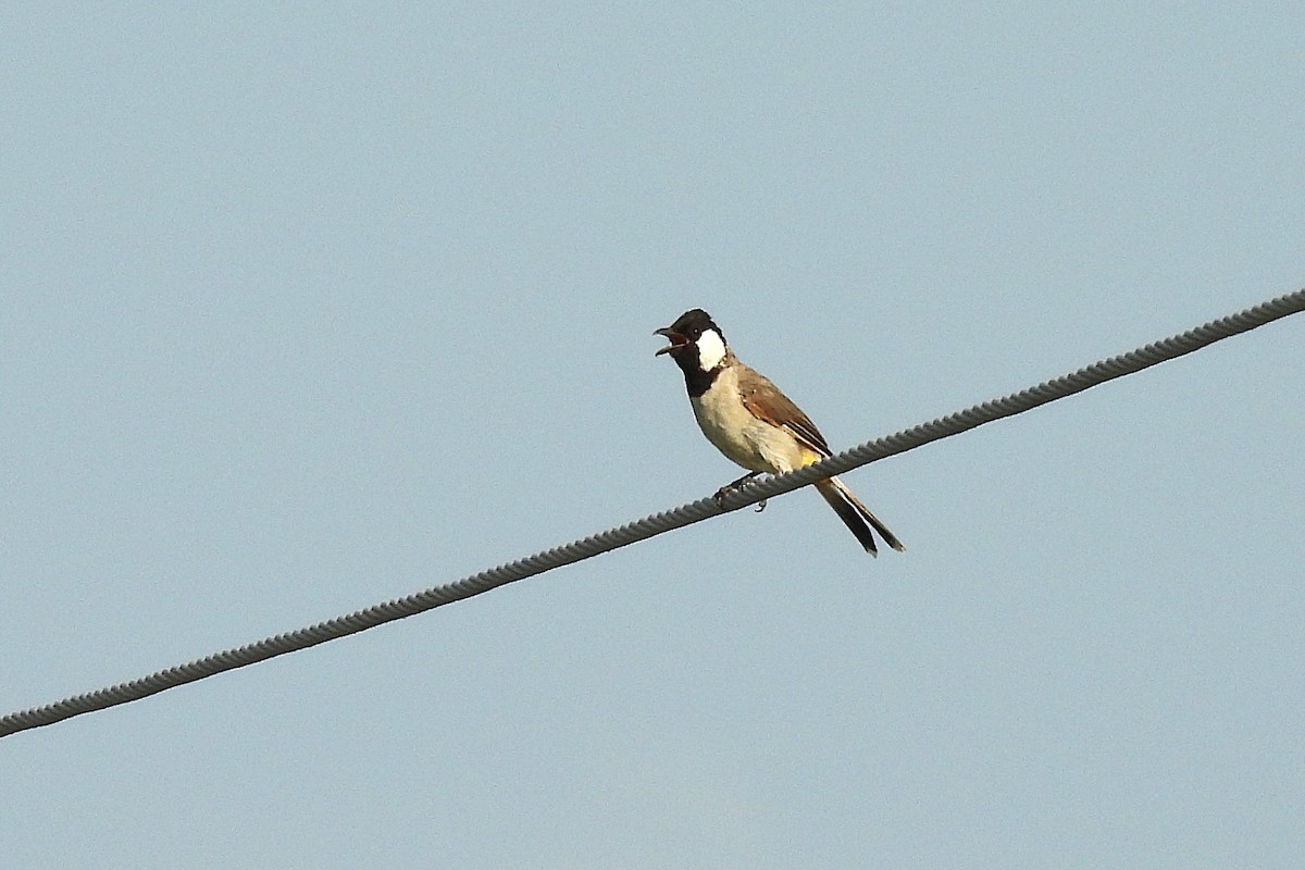 White-eared Bulbul - ML642813583