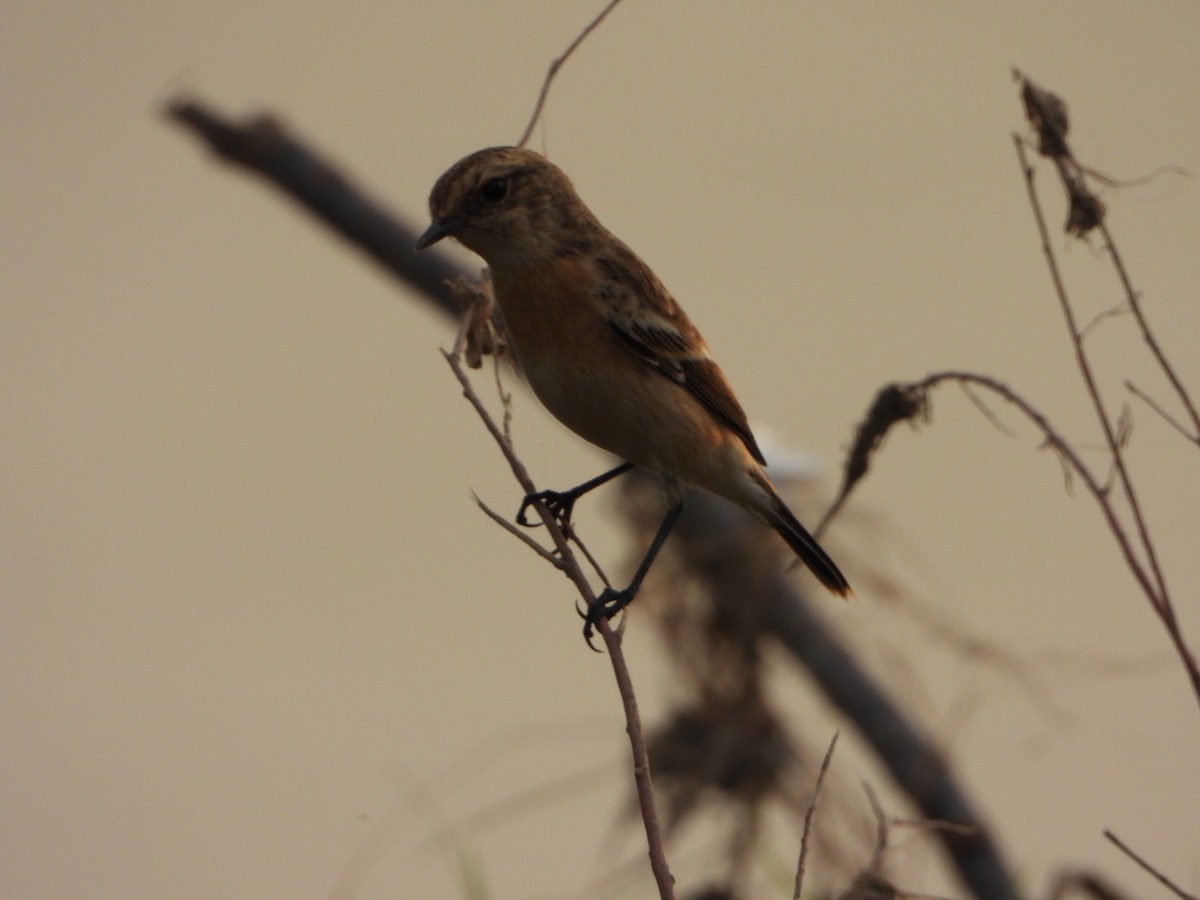 Siberian Stonechat - ML642813587