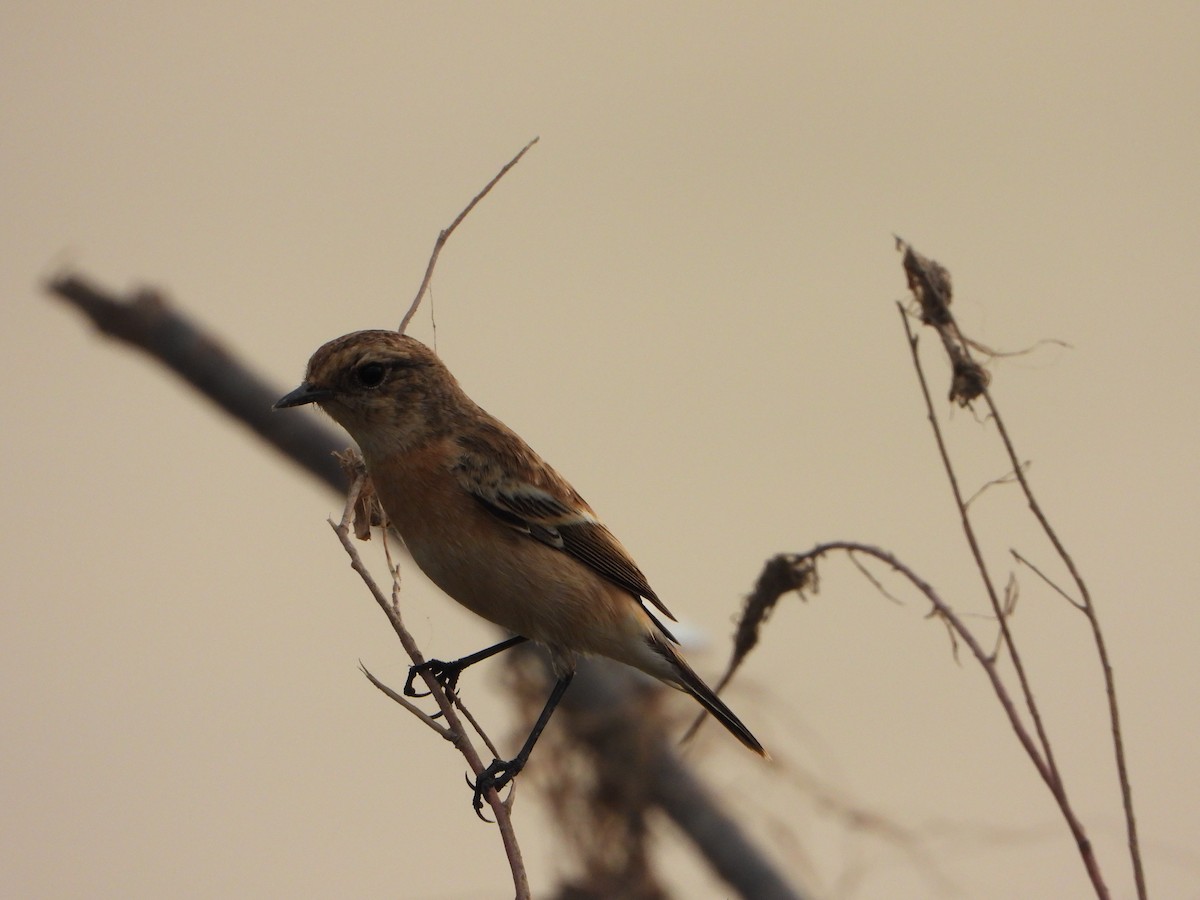 Siberian Stonechat - ML642813588