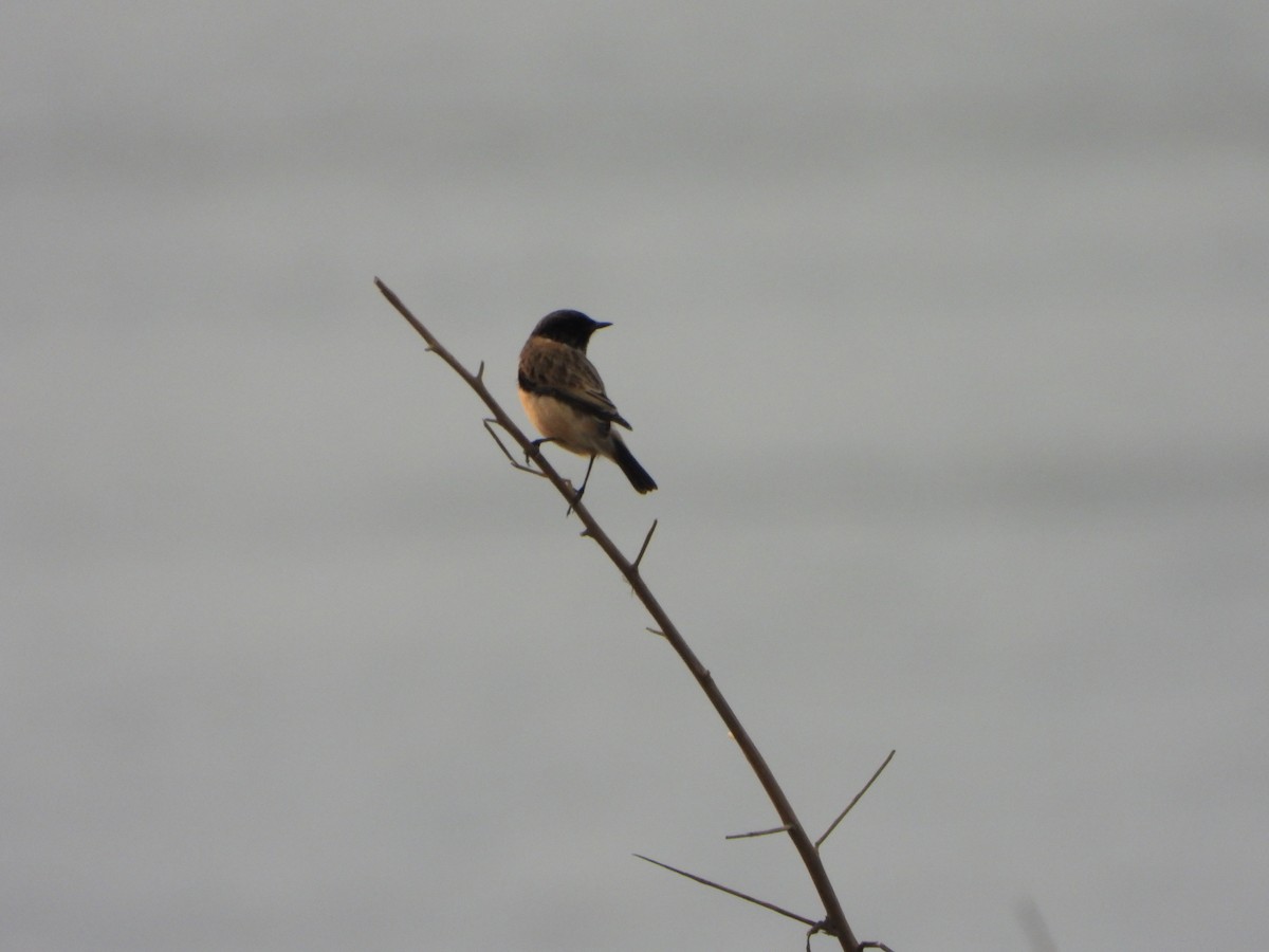 Siberian Stonechat - ML642813589