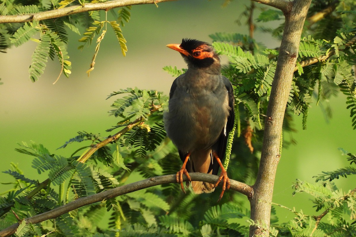 Bank Myna - ML642813596