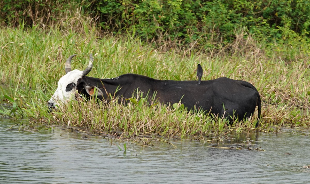 Giant Cowbird - ML642813598