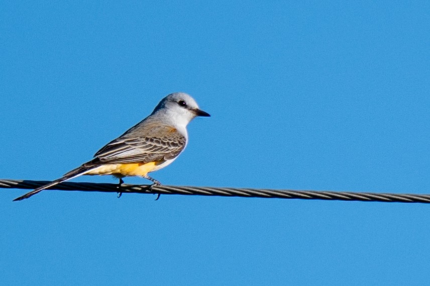 Scissor-tailed Flycatcher - ML642813600