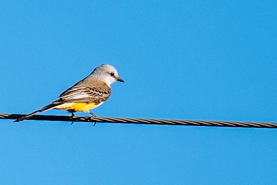 Scissor-tailed Flycatcher - ML642813601