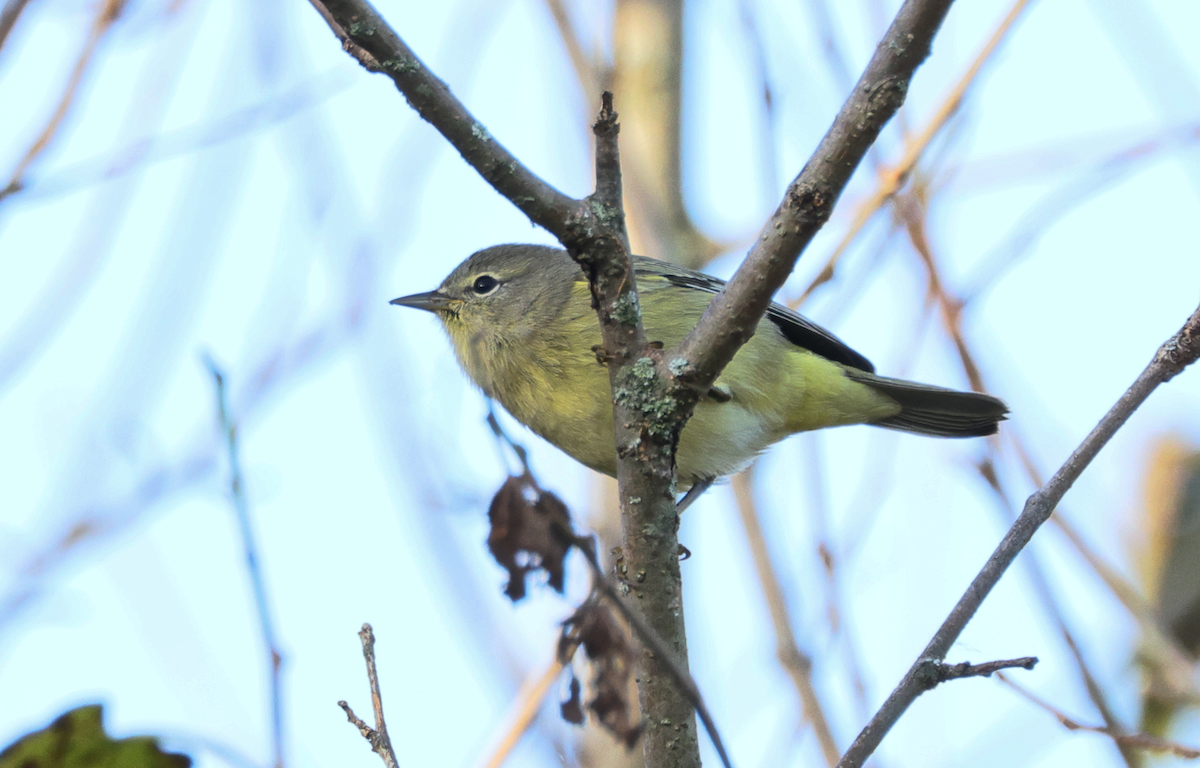Orange-crowned Warbler - ML642813607