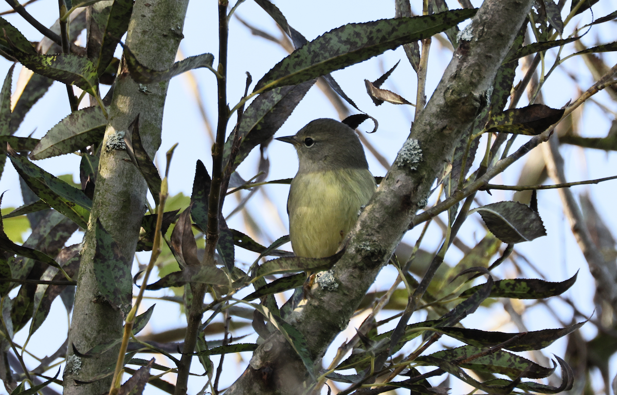 Orange-crowned Warbler - ML642813610