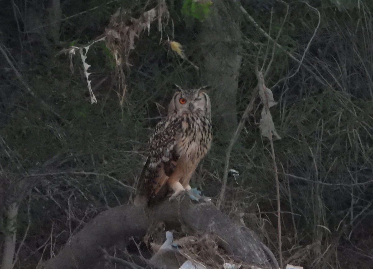 Rock Eagle-Owl - ML642813611