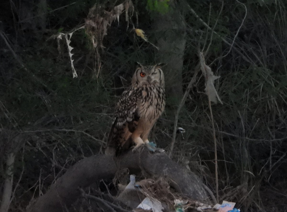 Rock Eagle-Owl - ML642813612