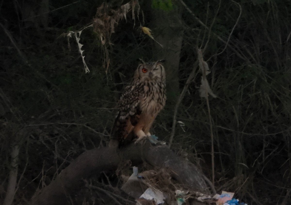 Rock Eagle-Owl - ML642813613