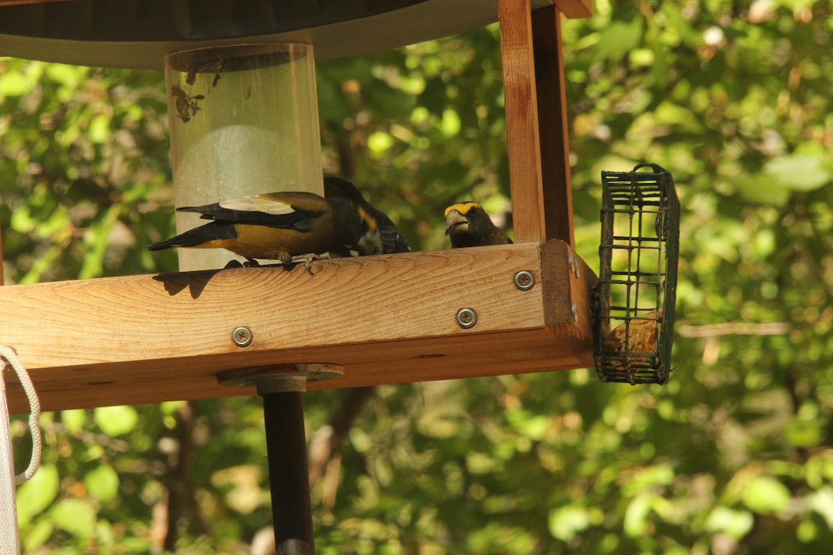 Evening Grosbeak - ML642813626
