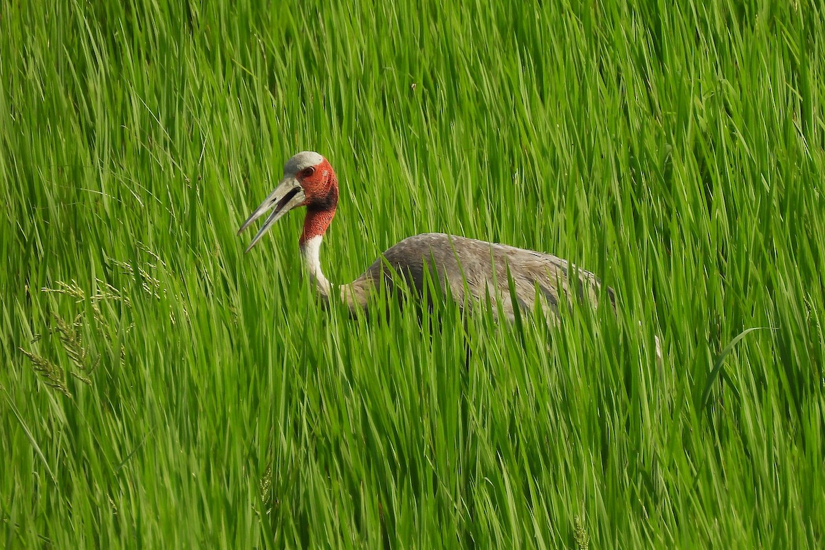 Sarus Crane - ML642813628