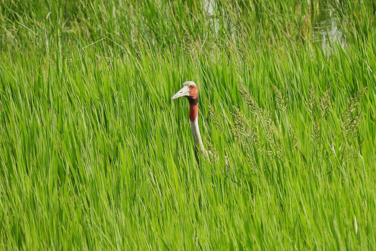 Sarus Crane - ML642813629
