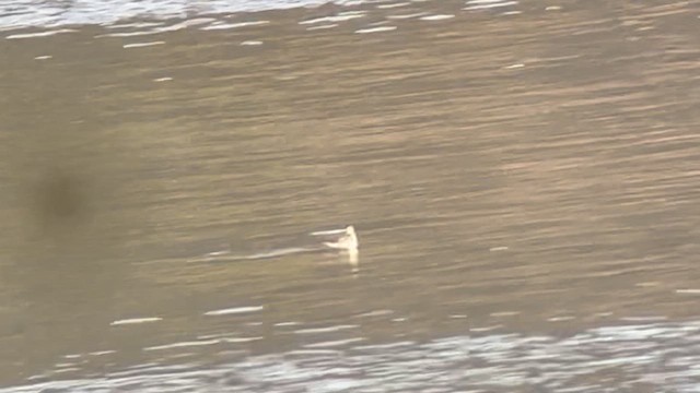 Red-necked Phalarope - ML642813632