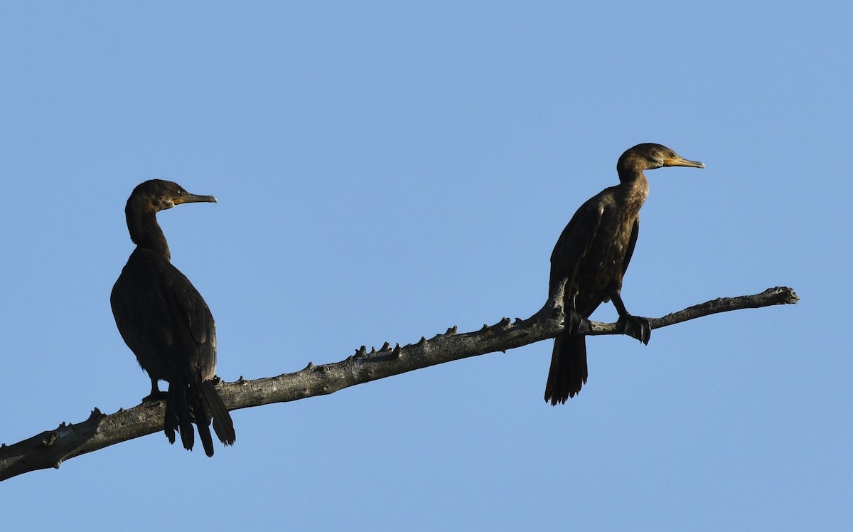 Neotropic Cormorant - ML642813643