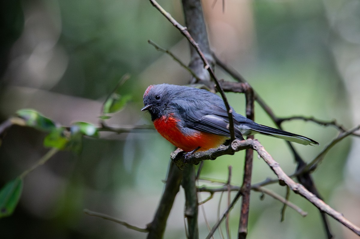 Slate-throated Redstart - ML642813652