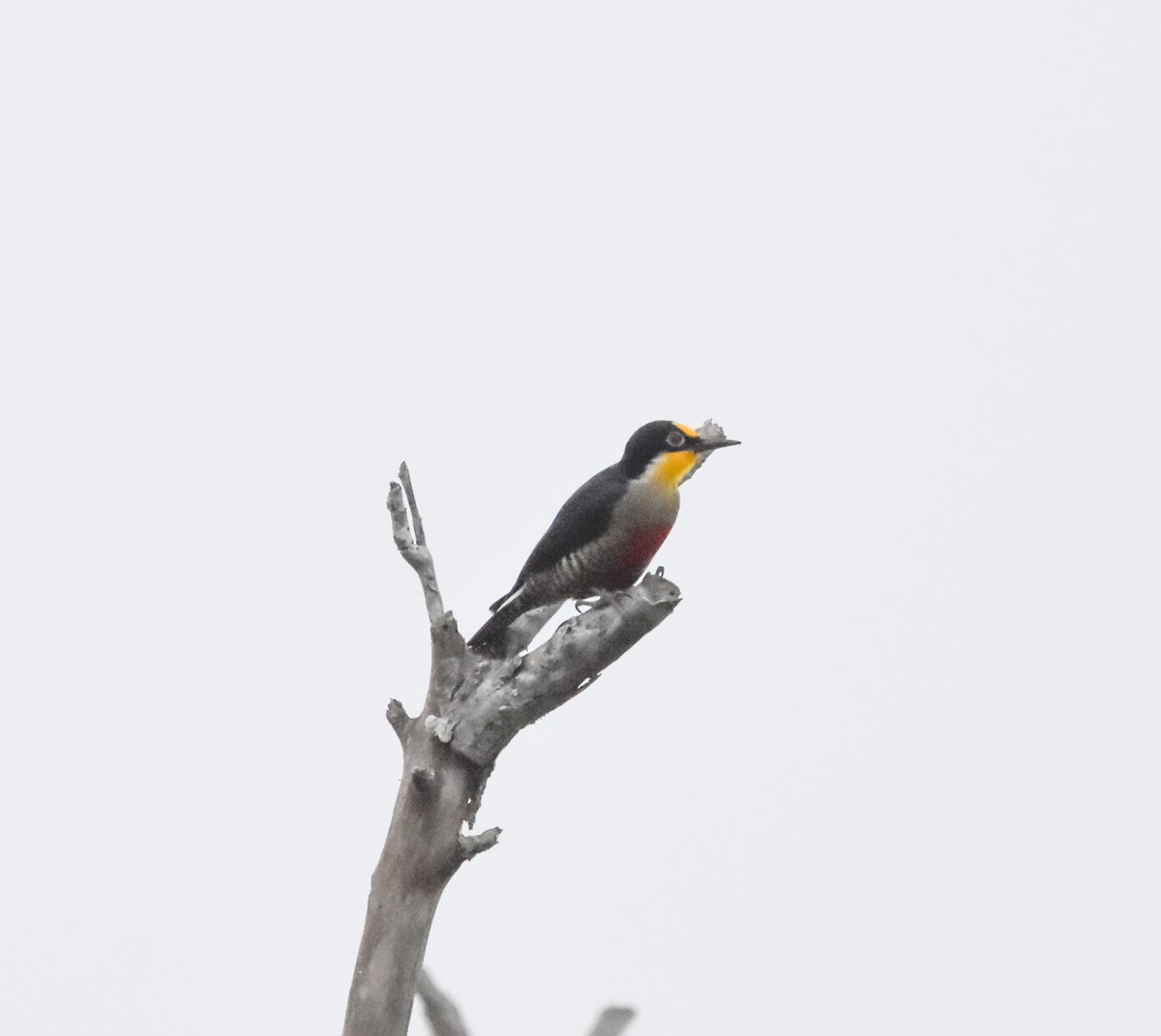 Yellow-fronted Woodpecker - ML642813659