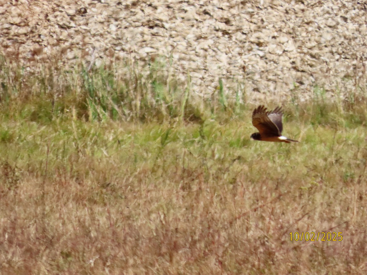 Northern Harrier - ML642813677