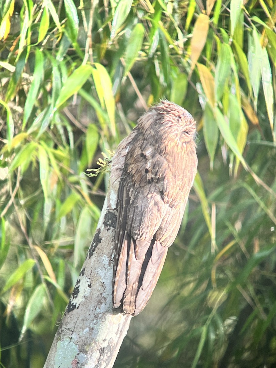 Common Potoo - ML642813686