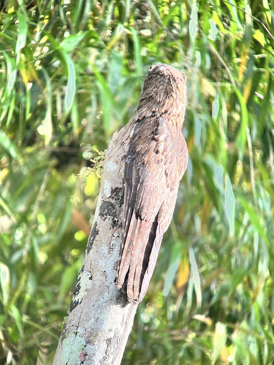 Common Potoo - ML642813687