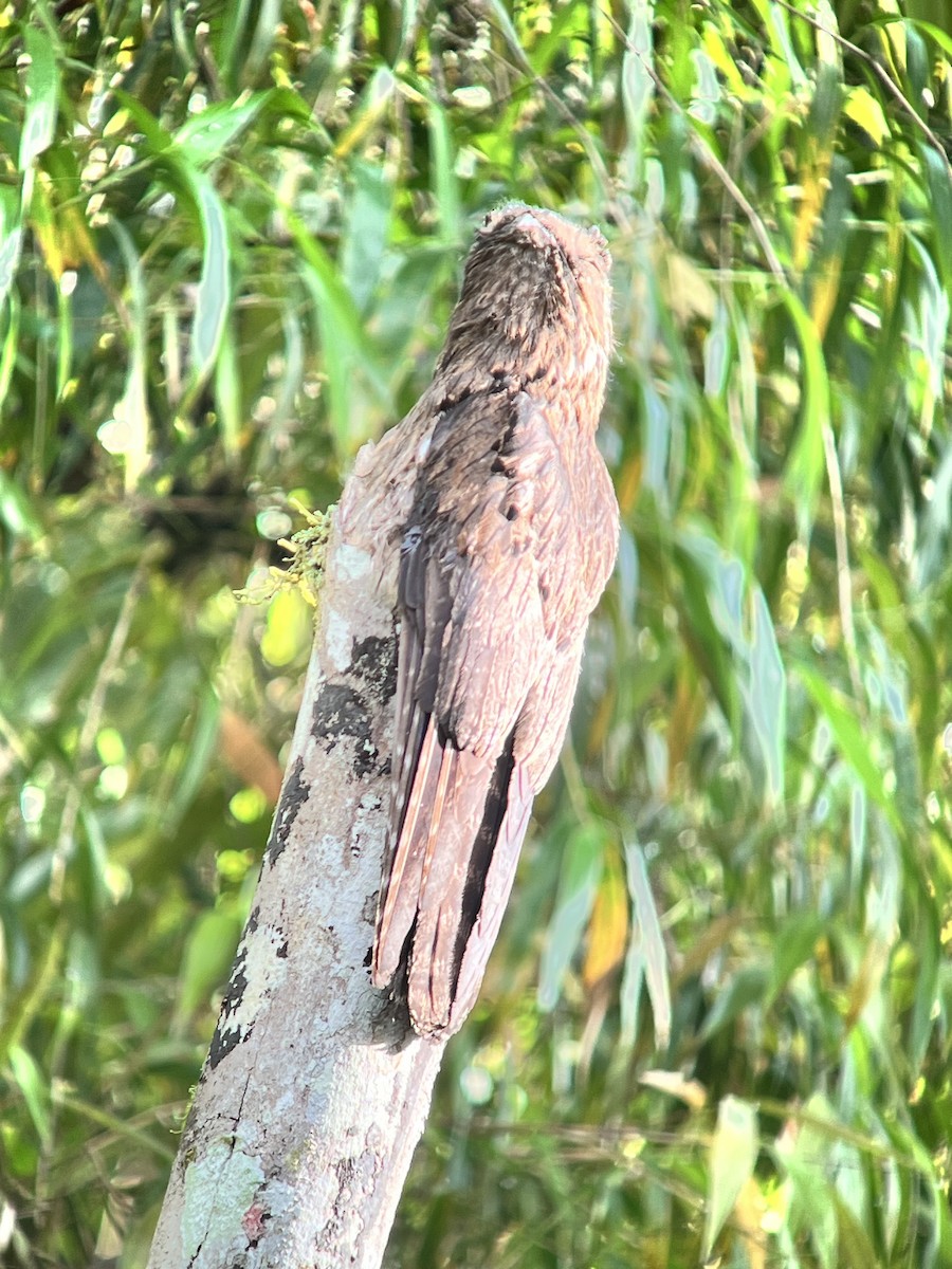 Common Potoo - ML642813688