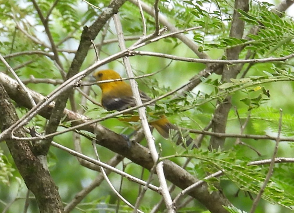 Hooded Oriole - ML642813692