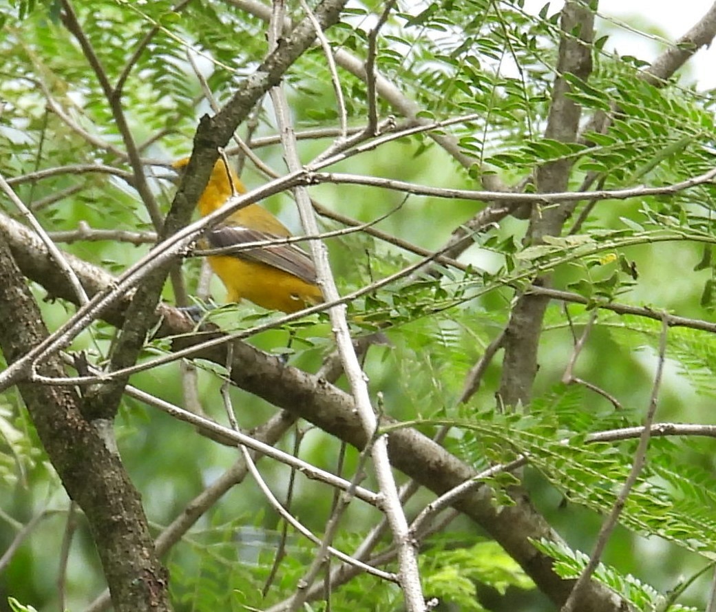Hooded Oriole - ML642813693
