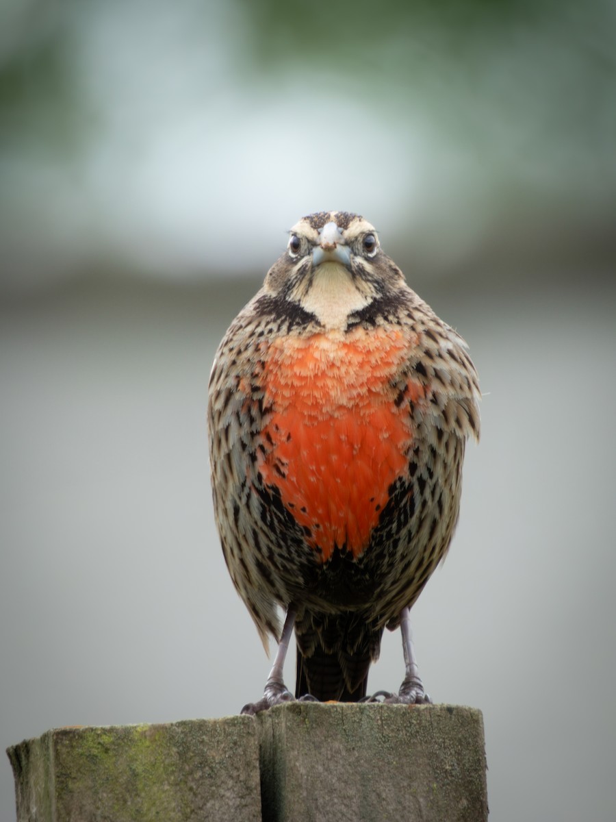 Long-tailed Meadowlark - ML642813696