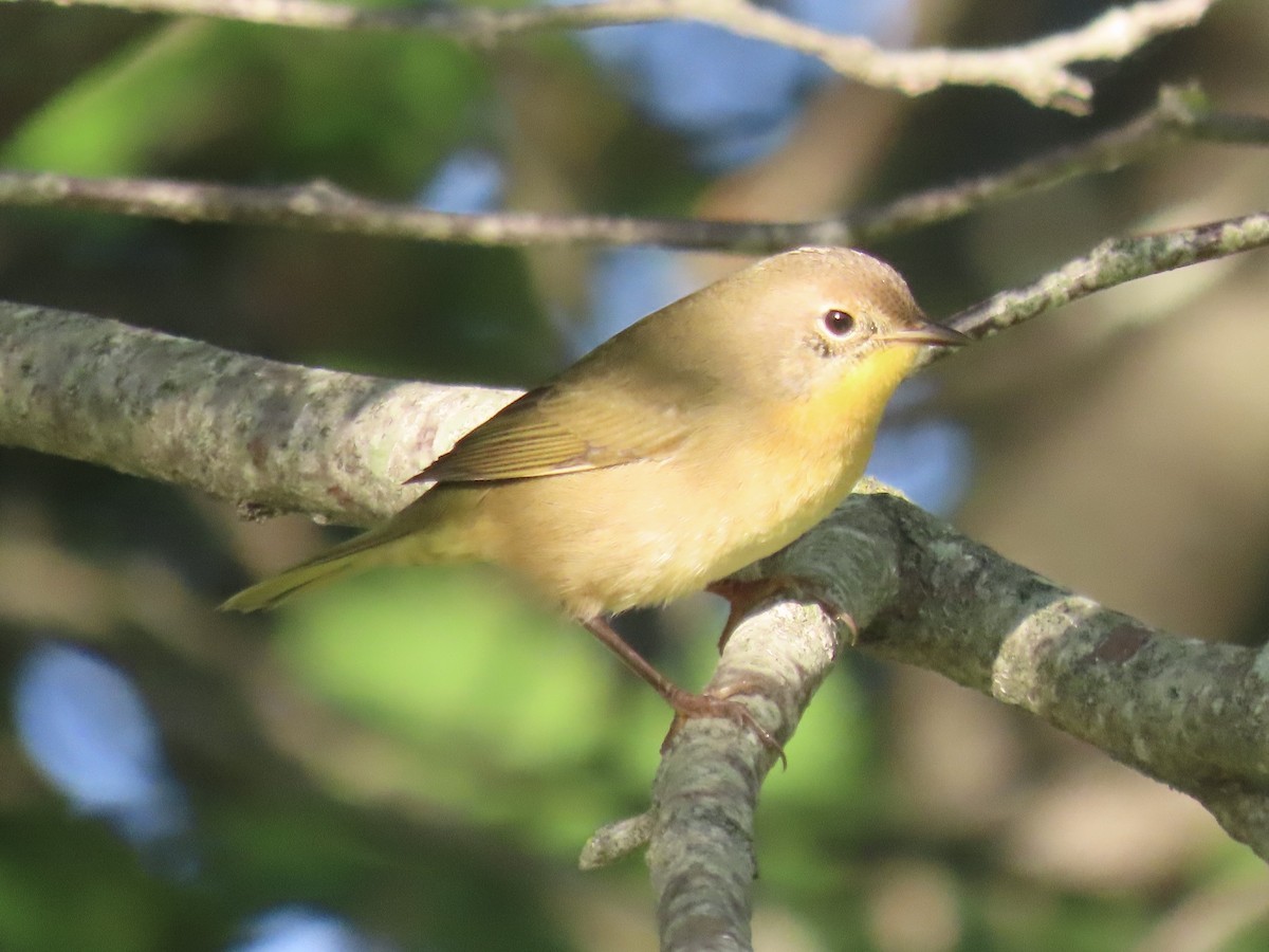 Common Yellowthroat - ML642813704