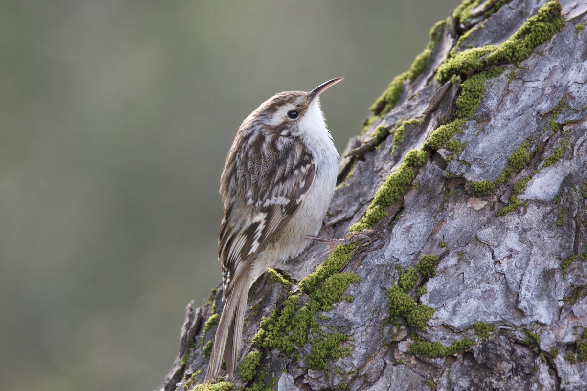 Short-toed Treecreeper - ML642813710