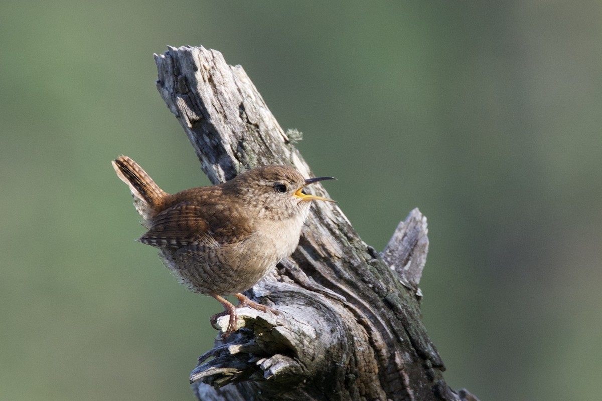Eurasian Wren - ML642813718