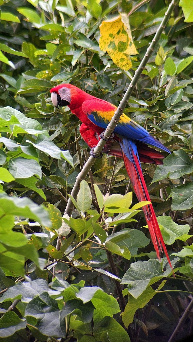 Scarlet Macaw - ML642813727
