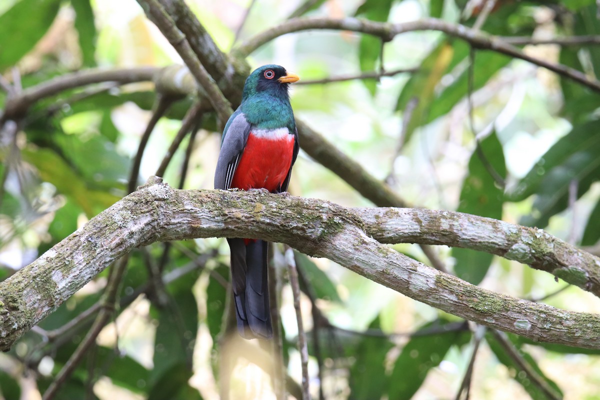Ecuadorian Trogon - ML642813731