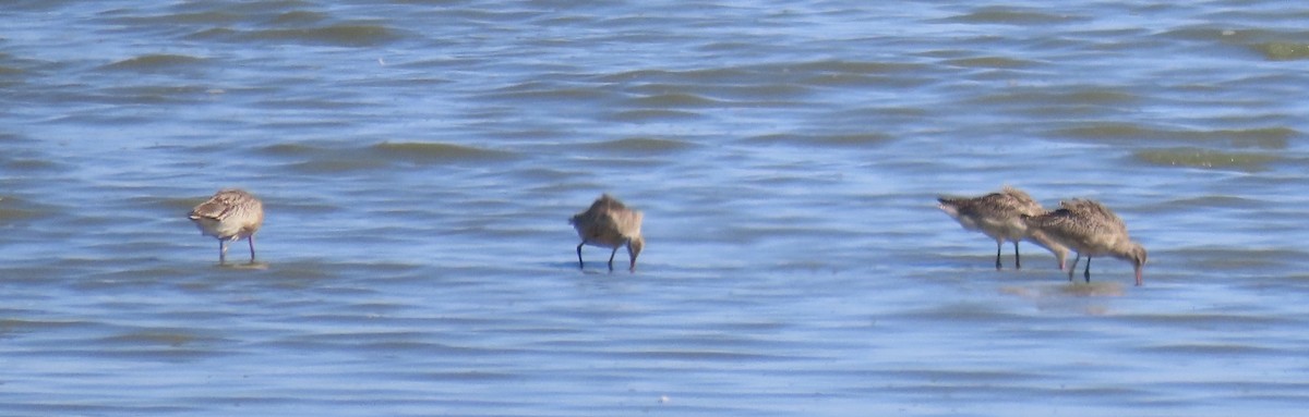 Marbled Godwit - ML642813748