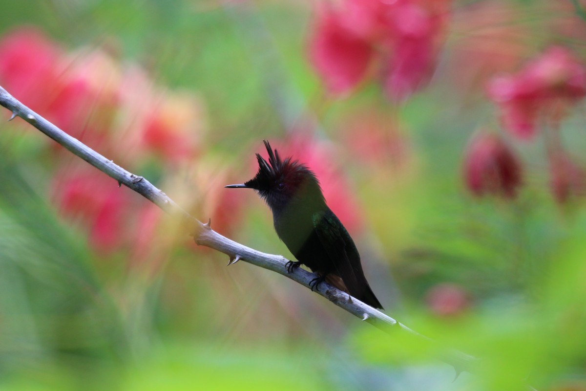 Antillean Crested Hummingbird (Lesser Antilles) - ML642813749