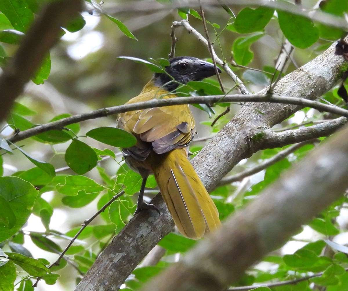 Black-headed Saltator - ML642813776