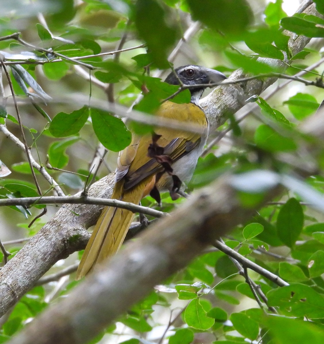 Black-headed Saltator - ML642813777