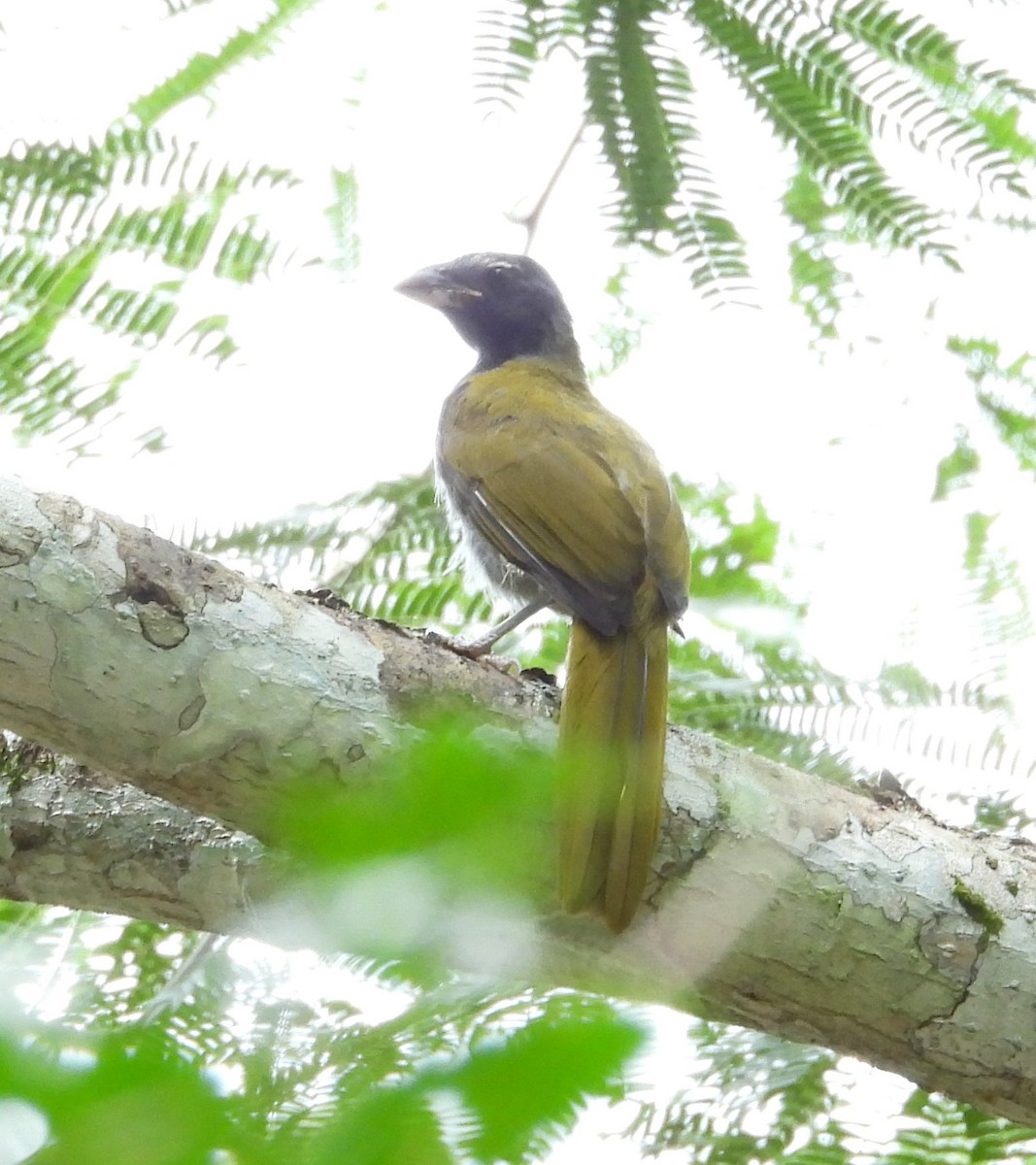 Black-headed Saltator - ML642813778