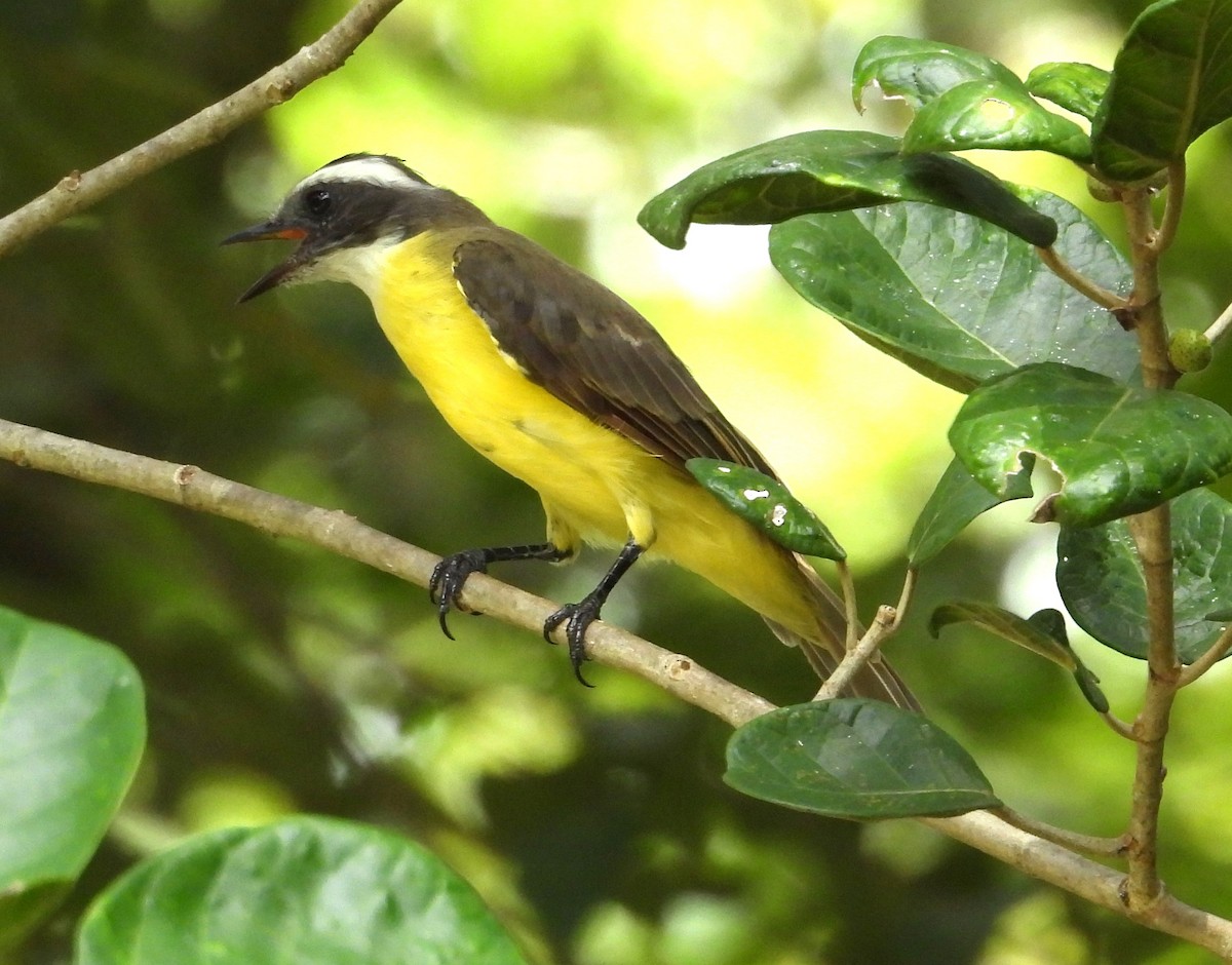 Social Flycatcher - ML642813788